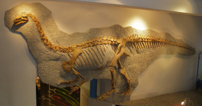 plateosaurus_frick_creative_common_picture.jpg plateosaurus_frick_creative_common_picture.jpg